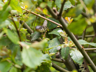 Grass Snake in a Bush
