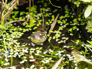 Grass Snake Head in a Pond