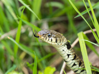 Grass Snake Portrait in Grass