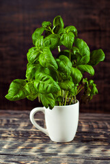 Basil on a black wooden table. Bunch of fresh basil close up on a dark background. Greens on an old shabby heart.