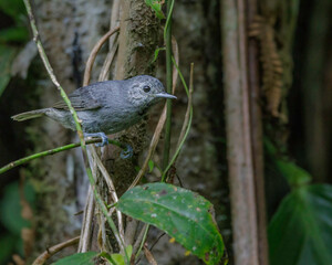 A small bird perched on a tree branch