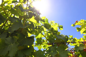 Fresh green leaves in a vineyard with the sun shining through them.