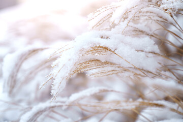 Fototapeta premium Trawa ozdobna przysypana śniegiem 