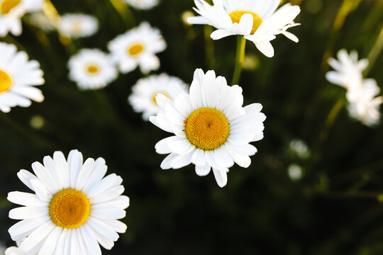 Margeriten