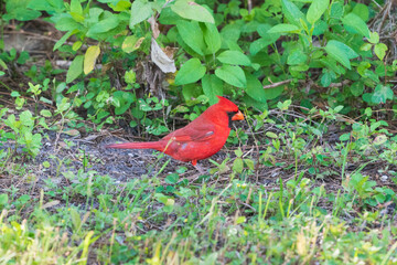 The northern cardinal (Cardinalis cardinalis)