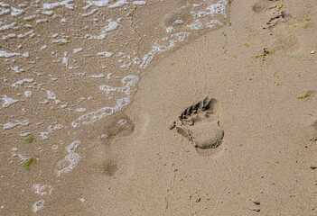 Footprints of a man on the yellow beach sand from walking barefoot by the sea with water that washes away the footprints.