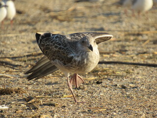seagull on the beach