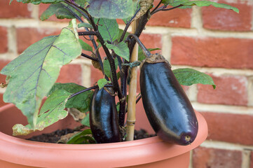Closeup of aubergine eggplant growing outside UK - obrazy, fototapety, plakaty