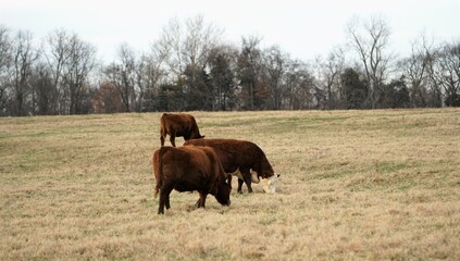 cows in the field