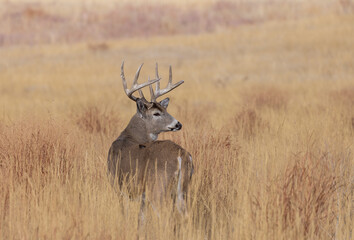 Buck Whitetail Deer During the Rut in Autumn in Colorado