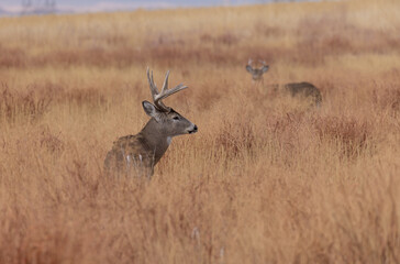 Buck Whitetail Deer During the Rut in Autumn in Colorado