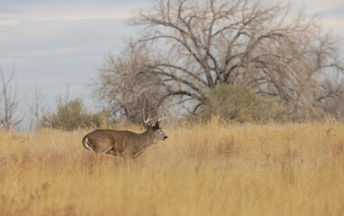 Buck Whitetail Deer During the Rut in Autumn in Colorado