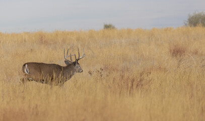 Buck Whitetail Deer During the Rut in Autumn in Colorado