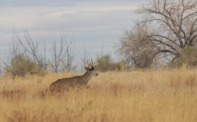 Buck Whitetail Deer During the Rut in Autumn in Colorado