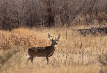 Buck Whitetail Deer During the Rut in Autumn in Colorado