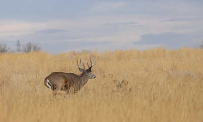 Buck Whitetail Deer During the Rut in Autumn in Colorado