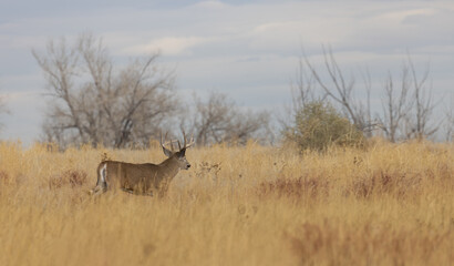 Buck Whitetail Deer During the Rut in Autumn in Colorado