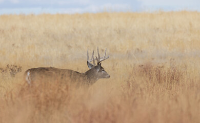 Buck Whitetail Deer During the Rut in Autumn in Colorado