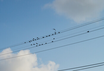 swallows on electric wires against the blue sky