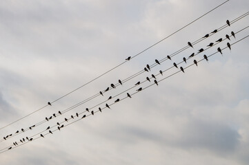 Fototapeta premium swallows on electric wires against the blue sky