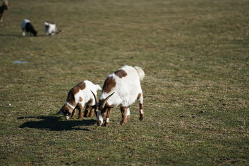 goats on a farm field.