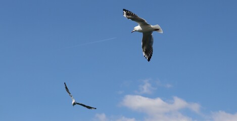 seagull in flight