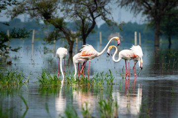 nature scenery or natural painting by Greater flamingo flock or flamingos family during winter migration at Keoladeo National Park or Bharatpur bird sanctuary rajasthan india - Phoenicopterus roseus