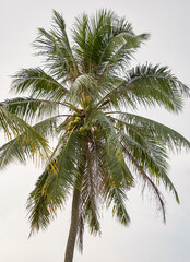 Fototapeta na wymiar closeup of the fresh growing coconut tree