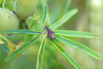 Legume lupine sprouts damaged by the insect pests - Sitona griseus.