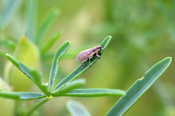 Legume lupine sprouts damaged by the insect pests - Sitona griseus.