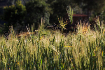 image ears of green barley, in a crop field, under the sunligh