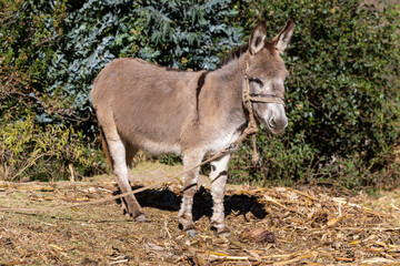 Fototapeta premium Portrait of a little donkey somewhere in the andes