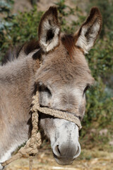 Portrait of a little donkey somewhere in the andes
