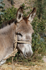 Portrait of a little donkey somewhere in the andes