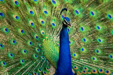 Deurstickers extreme closeup Indian peafowl or male peacock dancing with full colorful wingspan to attracts female partners for mating at ranthambore national park forest reserve rajasthan india - Pavo cristatus © Sourabh