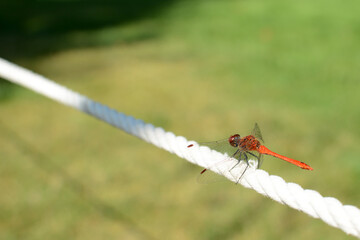 Red dragonfly sits on a rope