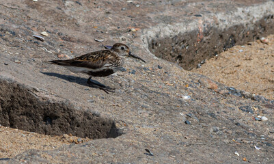 A Dunlin is walking on the beach. Also known as a Red-backed Sandpiper