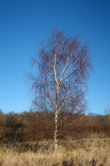 Silver Birch in Winter