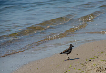 A Dunlin is walking on the beach. Also known as a Red-backed Sandpiper