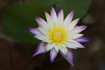 lotus flower in the pond