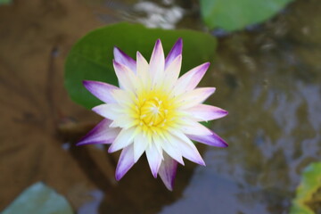 pink lotus flower