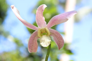 beautiful orchid flower
