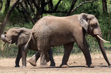 elephants playing in Water and Sand in the wildlife Nationalpark Afrika Lake Manyara 