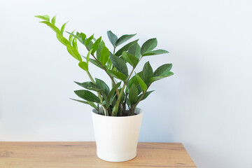 Zamioculcas zamifolia- dollar tree home plant in a white pot on a table. The decor of the room. The concept of home gardening