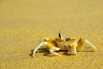 Fototapeta na wymiar The one-eyed crab sits on the sand, on the Pacific Ocean.