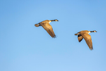 Two Canada Gees in Flight