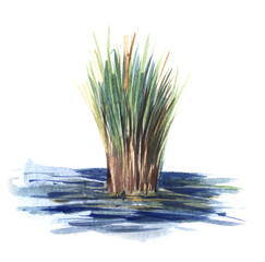 A bundle of green reeds sticks out of the blue water. Swamp grass sedge. Water plant. realistic technique. Hand drawn watercolor illustration - 482651136