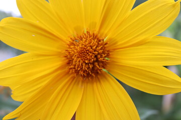 wild sunflower