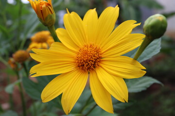 wild sunflower