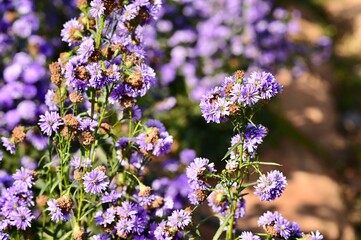 Close-Up View of Purple Margaret Flower